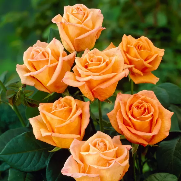 Rosa (TH) 'Doris Tysterman' C3L