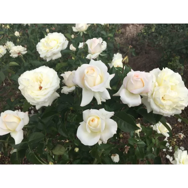 Rosa 'True love' BÍLÁ RP 3 L