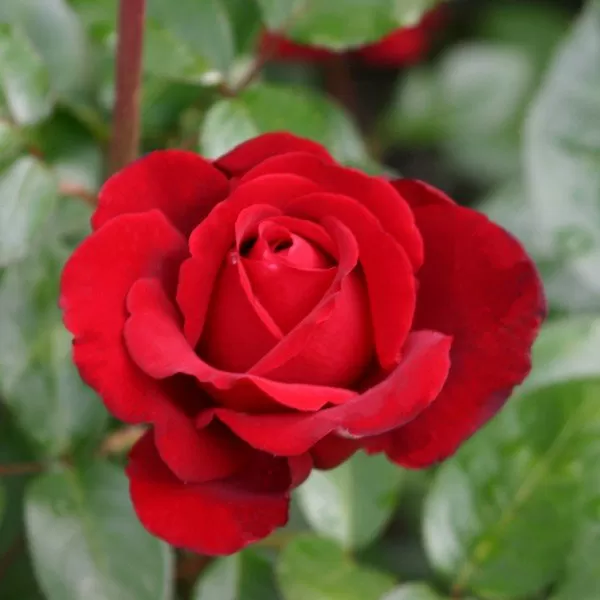 Rosa 'Duftparadies' ČERVENÁ RP 3 L