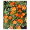 Potentilla fruticosa 'Red Ace' 20-30 C1,5L