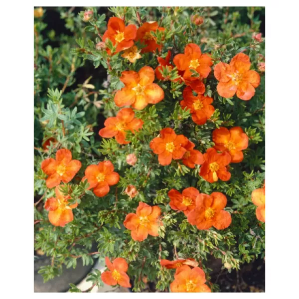 Potentilla fruticosa 'Red Ace' 20-30 C1,5L