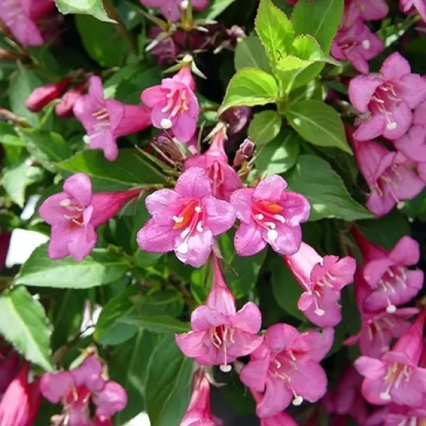 Weigela florida 'Rumba' 20-30 C2L