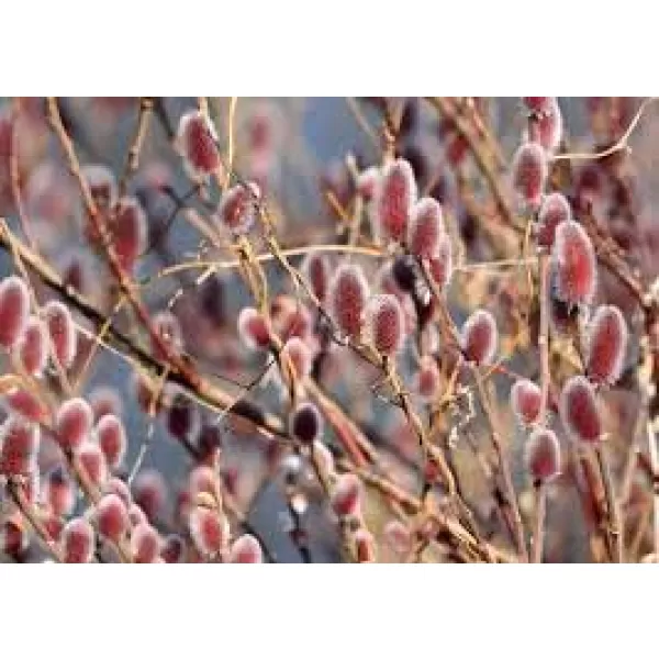 Salix grcilistyla Mount Aso 40-60 C2L