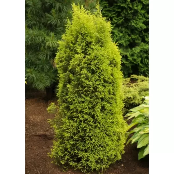 Juniperus communis Gold Cone 20-30 C3L