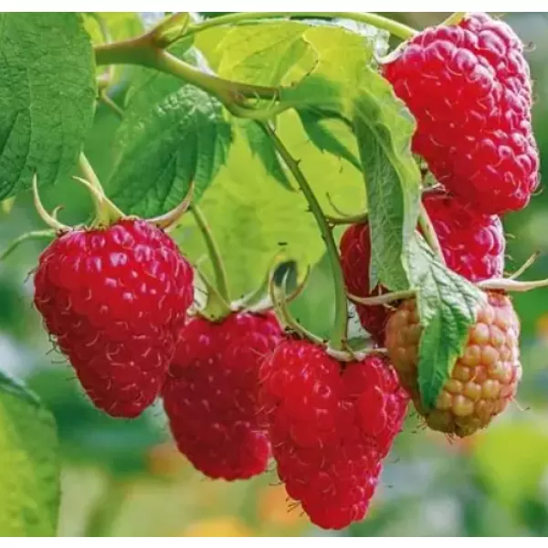 Rubus idaeus 'Heritage' 30-40 RP2L