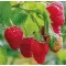 Rubus idaeus 'Heritage' 30-40 RP2L
