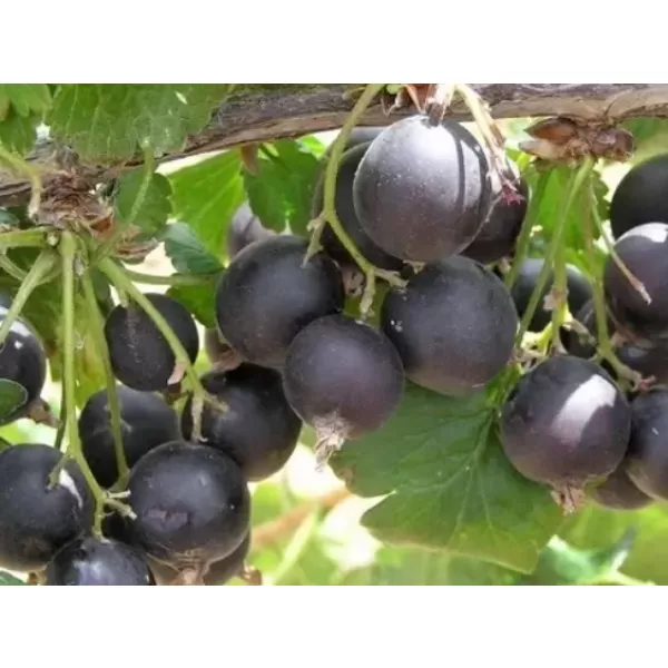 Ribes 'Jostabes' 30-40 RP2L