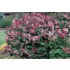 Syringa patula 'Miss Kim' 15-20 C2L