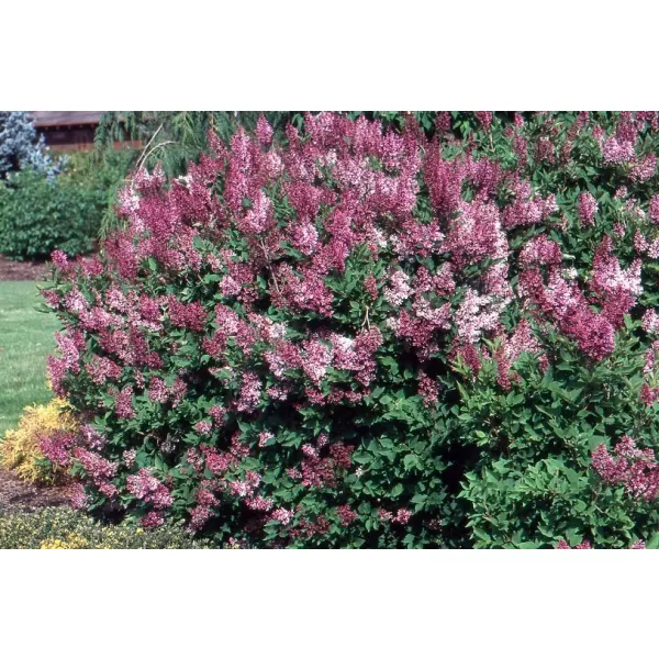 Syringa patula 'Miss Kim' 15-20 C2L