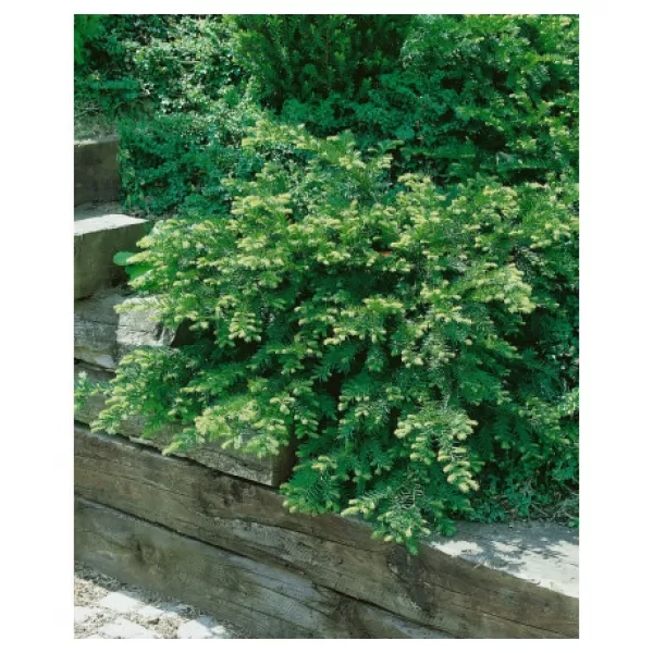 Taxus baccata 'Repandens Aurea' 20-30 C2L
