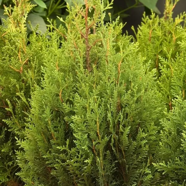 Thuja plicata Little Boy 20-30 C2L
