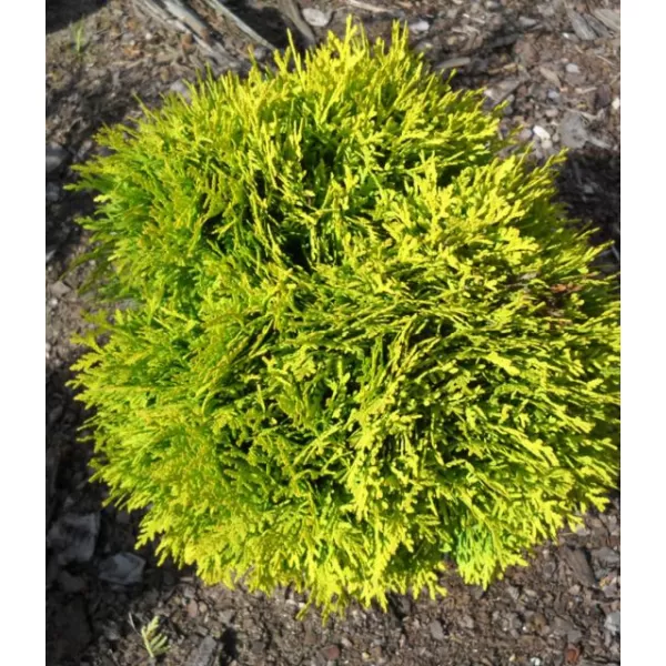 Thuja occ.'Mirjam' jehličnaté 15-20 C2L