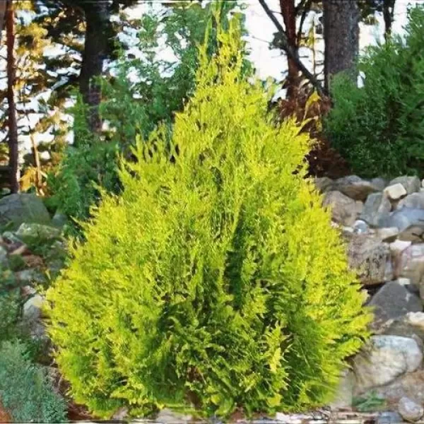 Thuja occ. Sunkist 20-30 C2L