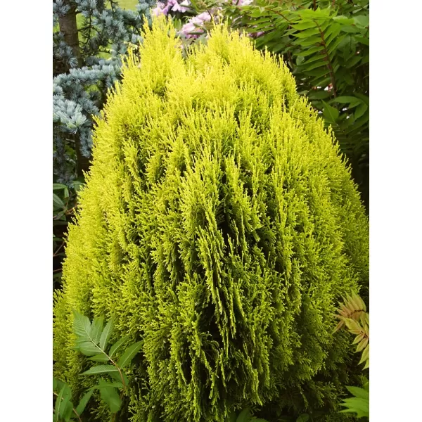 Thuja orient. 'Aurea Nana' 20-30 C2L