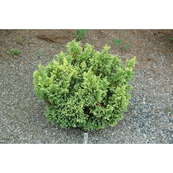 Chamaecyparis obt. 'Juniperoides' 10-15 C2L