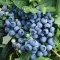 Vaccinium corymbosum 'Berkeley' 30-40 RP2L