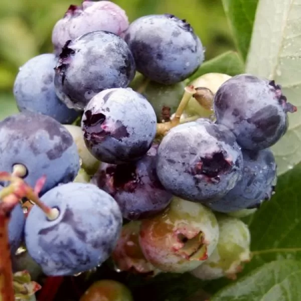 Vaccinium corymbosum 'Brigitta Blue' 30-40 RP2L