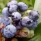 Vaccinium corymbosum 'Brigitta Blue' 30-40 RP2L