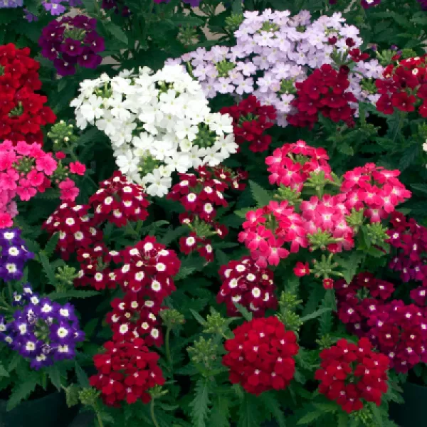 Verbena hybrida