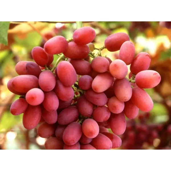 Vitis vinifera 'Crimson' červená bezsemenná 30-40 RP2L