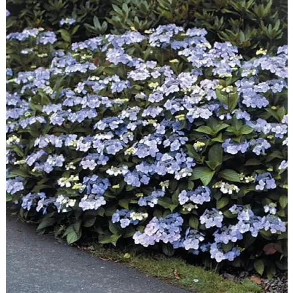 Hydrangea serrata 'Bluebird' 20-30 C2L