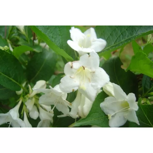 Weigela 'Candida' 30-40 C2L