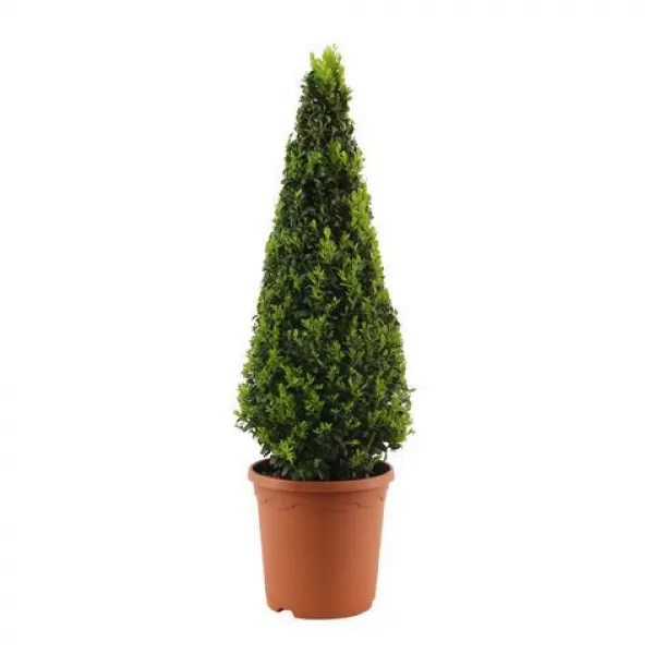 Buxus sempervirens 40-50 C4L kužel