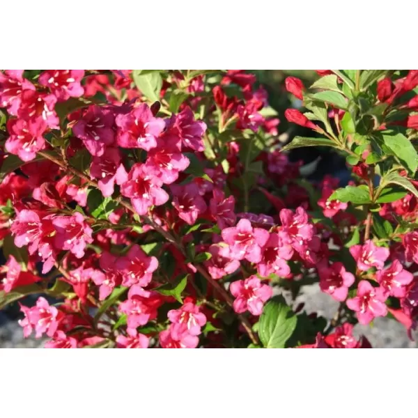 Weigela 'Bristol Ruby' 30-40 C2L