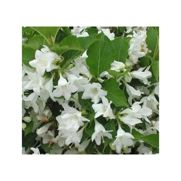 Weigela 'Candida 30-40 C1,4L