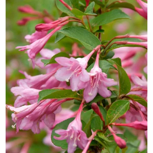 Weigela florida 'Pink Princess 20-30 C1,4L