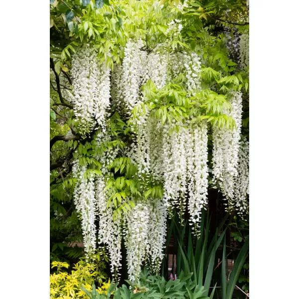 Wisteria flor. Alba 60-80 RP1,6L