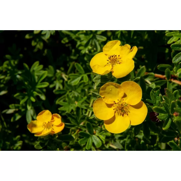 Potentilla fruticosa 'Tangerine' 20-30 cm C 1,5 L